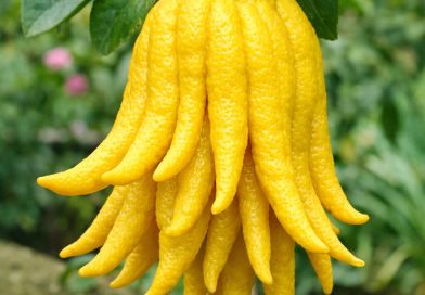 Makna dan Manfaat Buah Tangan Buddha dalam Tradisi Spiritual