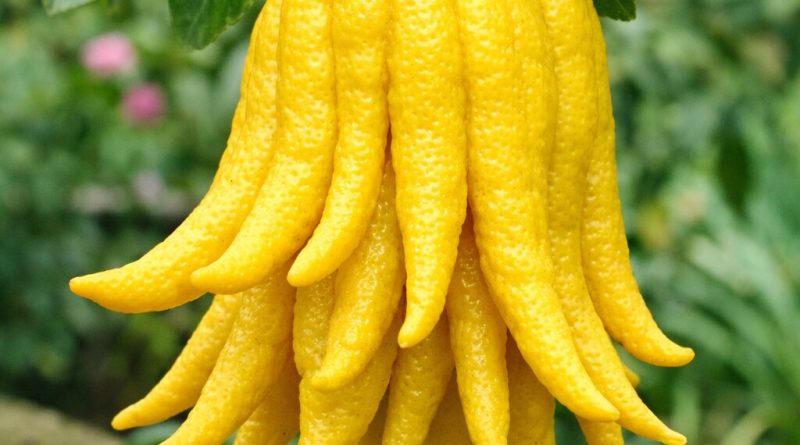 Makna dan Manfaat Buah Tangan Buddha dalam Tradisi Spiritual