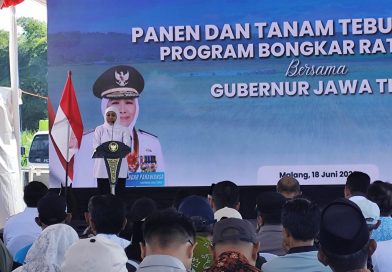 Gubernur Khofifah Pimpin Panen dan Tanam Tebu Serempak di Malang, Perkuat Lumbung Gula Nasional
