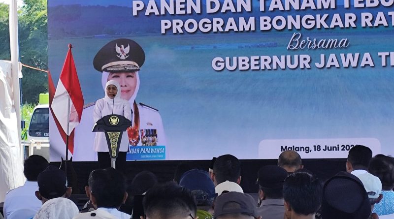 Gubernur Khofifah Pimpin Panen dan Tanam Tebu Serempak di Malang, Perkuat Lumbung Gula Nasional